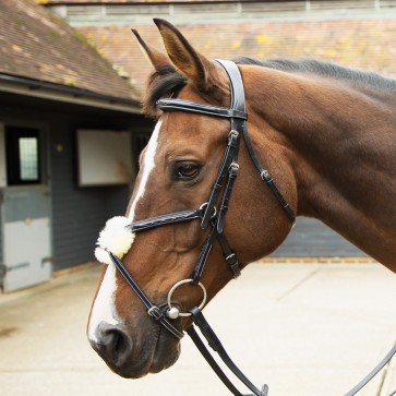 Grackle Bridle Havana