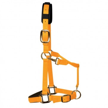 KM Elite Padded Headcollar Orange