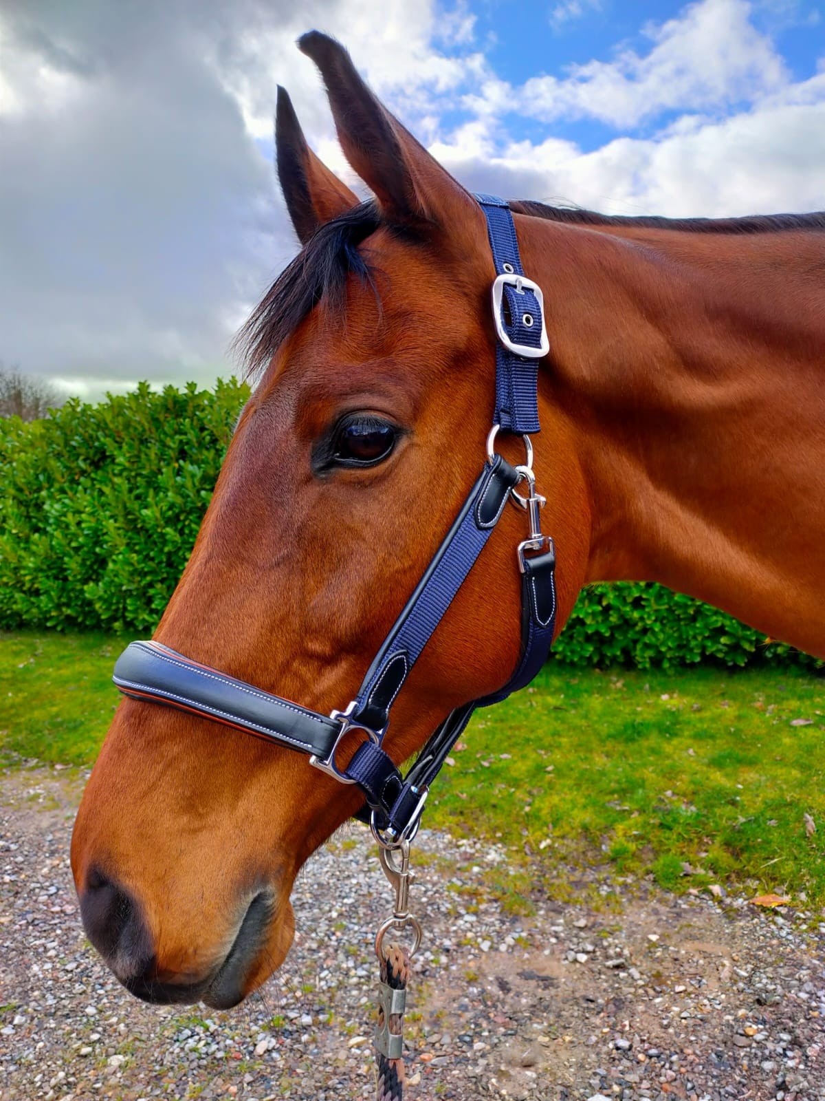 Leather Webbing Headcollar Navy Contrast Black Leather