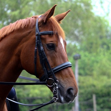 Peter Horobin Double Bridle
